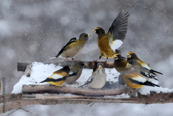 Obraz Evening Grosbeaks in winter
