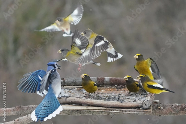 Obraz Evening Grosbeaks in winter
