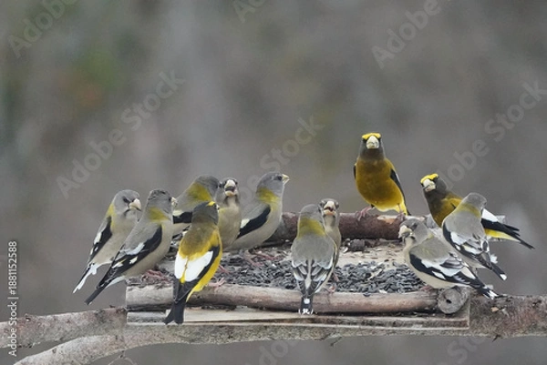 Obraz Evening Grosbeaks in winter