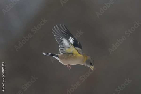 Obraz Evening Grosbeaks in winter