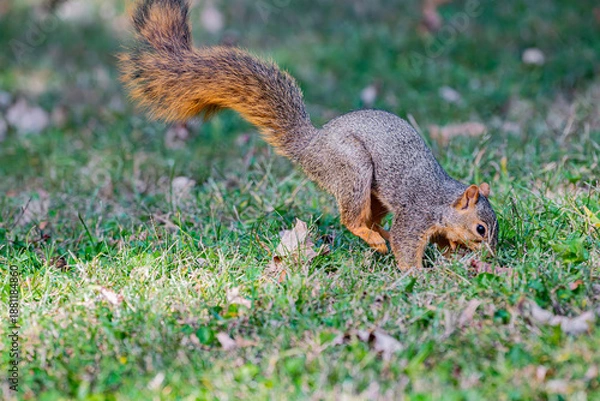 Obraz Nose first landing