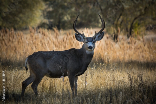 Fototapeta The BUCK Stops Here!