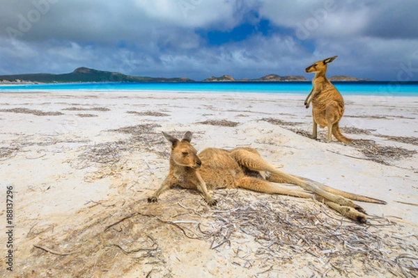 Obraz Dwa kangury w Lucky Bay w Cape Le Grand National Park, niedaleko Esperance w Zachodniej Australii. Lucky Bay to jedna z najlepszych plaż ze względu na biały piasek, turkusową wodę i doskonałe warunki do pływania