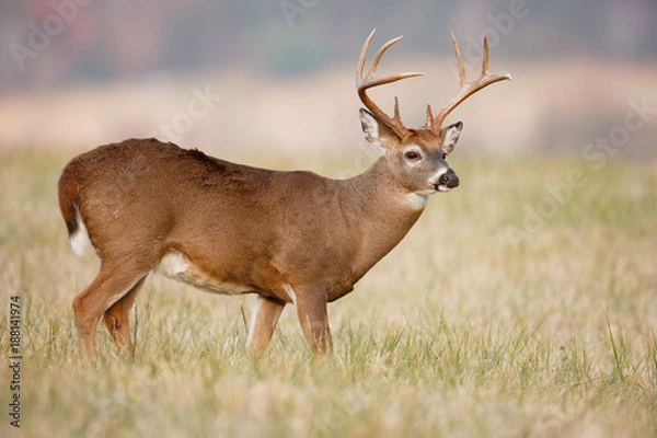 Obraz White-tailed Deer