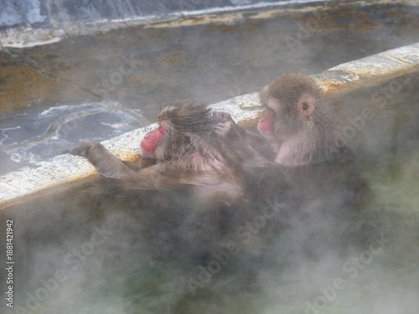 Obraz 温泉でほっこり、函館熱帯植物園のニホンザル
