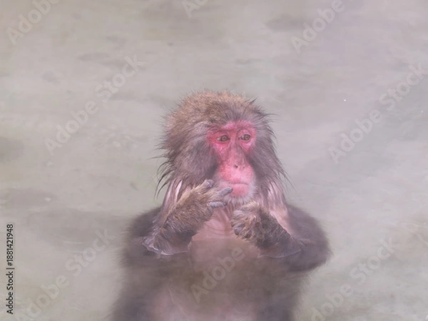 Obraz 温泉でほっこり、函館熱帯植物園のニホンザル
