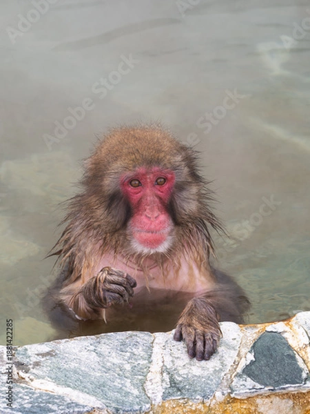 Obraz 温泉でほっこり、函館熱帯植物園のニホンザル
