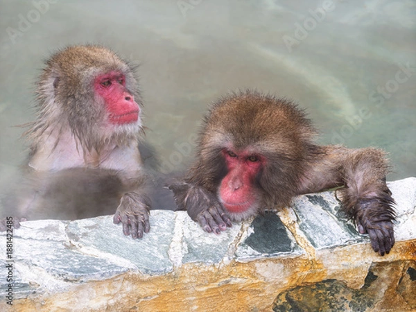 Obraz 温泉でほっこり、函館熱帯植物園のニホンザル
