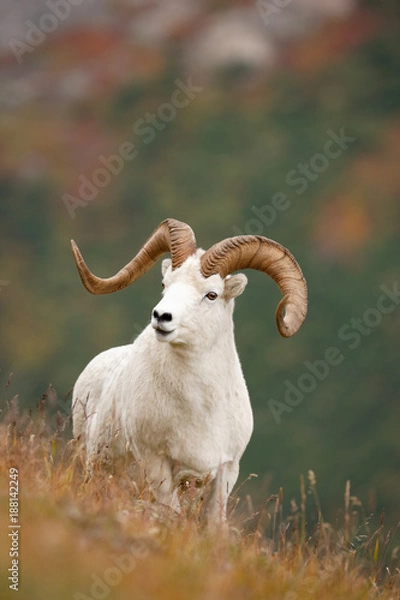 Obraz Dall Sheep
