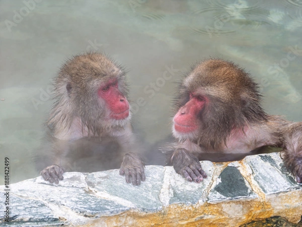 Obraz 温泉でほっこり、函館熱帯植物園のニホンザル
