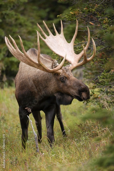 Obraz Bull Moose