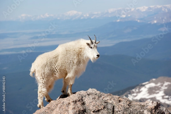 Obraz Mountain Goat