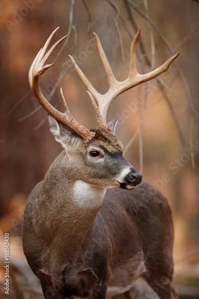 Obraz White-tailed Deer