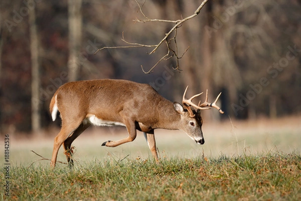 Obraz White-tailed Deer