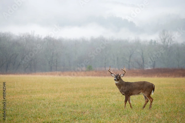 Obraz White-tailed Deer