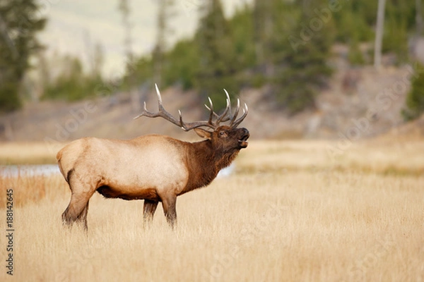 Obraz Bull Elk