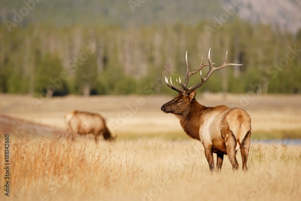Obraz Bull Elk
