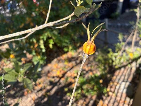 Fototapeta 冬の陽光を浴びる鮮やかなオレンジの丸いクチナシの身（1月上旬撮影）