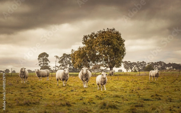 Fototapeta Australian countryside rural autumn landscape. Group of sheep grazing in paddock at farm