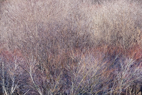 Obraz 冬の終わりの雑木林　赤みを帯びた小枝のテクスチャ