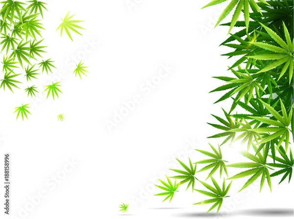 Fototapeta Frame formed with hemp (marijuana) leaves isolated on white.