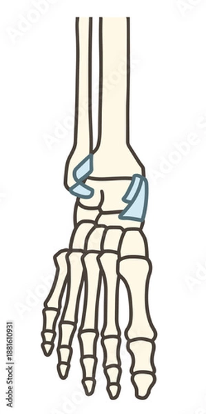 Obraz 足関節の前面と靱帯
