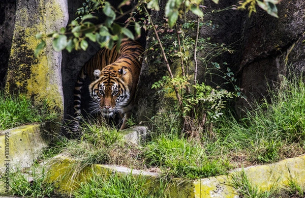 Obraz Bursting Forth