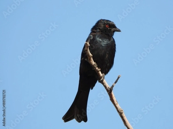 Fototapeta Fork-tailed drongo