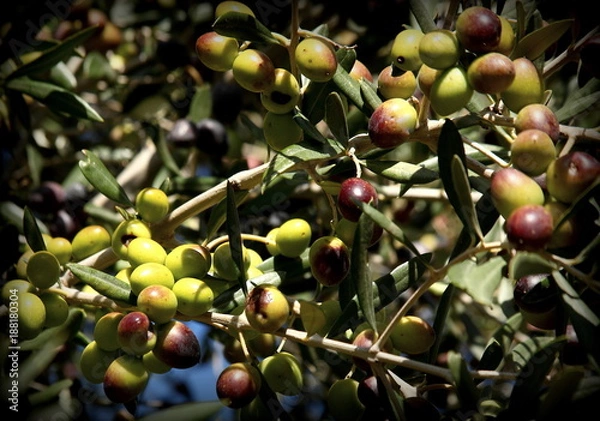 Obraz Olive trees in production