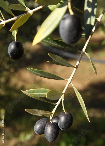 Obraz Olive trees in production