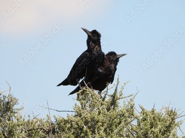 Fototapeta crow on a tree