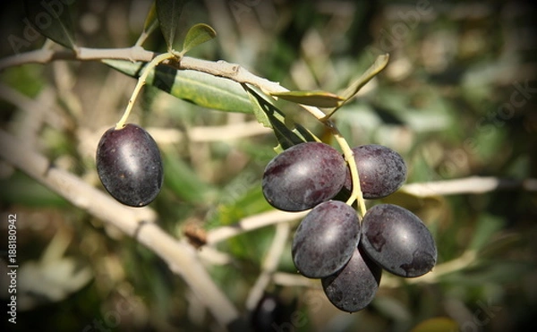Obraz Olive trees in production
