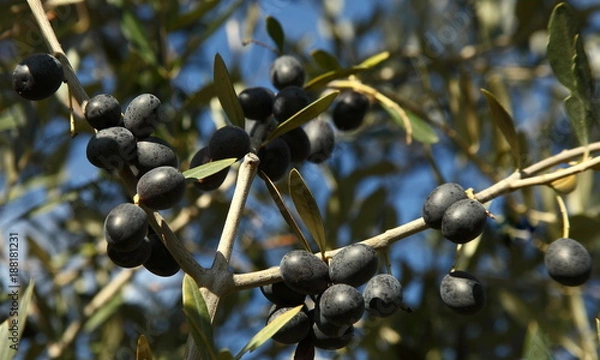 Obraz Olive trees with fruits