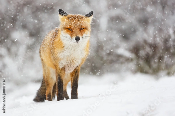 Obraz red fox in the snow