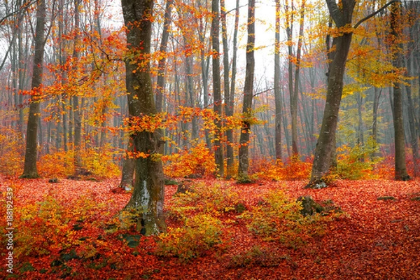 Obraz Colorful autumn moment