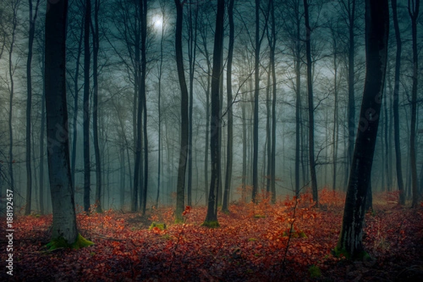 Obraz Evening autumn moment