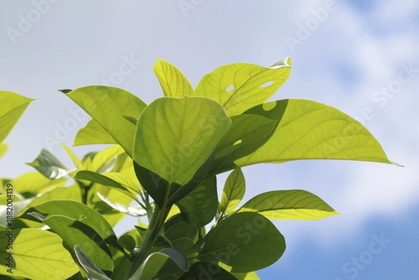 Obraz Green young avocado leaf  with sky background