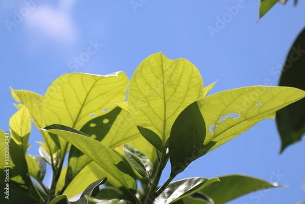 Obraz Green young avocado leaf  with sky background