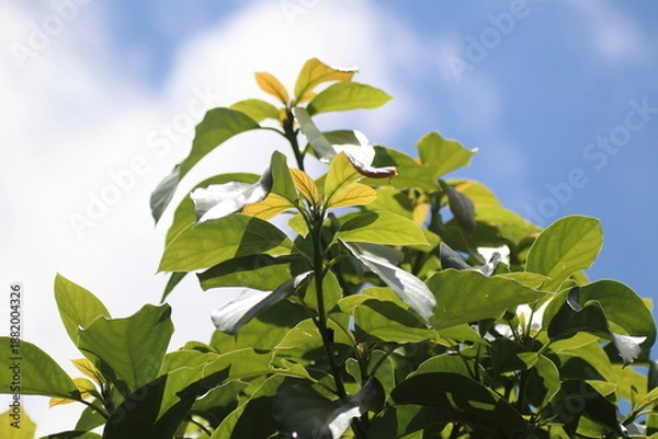 Obraz Green young avocado leaf  with sky background