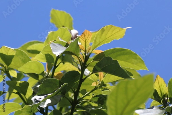 Obraz Green young avocado leaf  with sky background