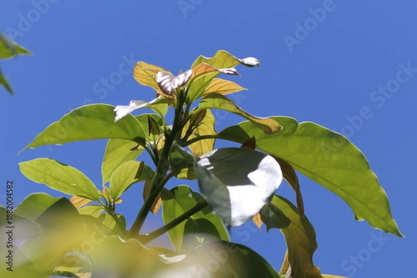 Obraz Green young avocado leaf  with sky background