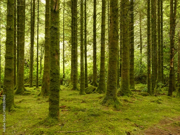 Obraz Im Fichtenwald