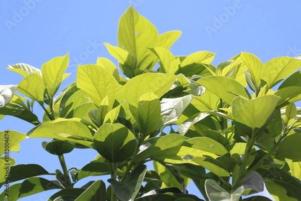 Obraz Green young avocado leaf  with sky background