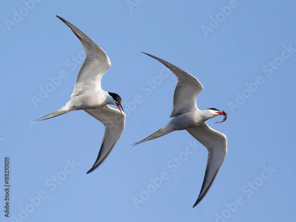 Obraz Common terns