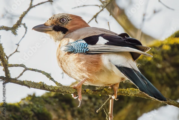 Obraz Eichelhäher im Baum