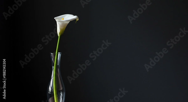 Obraz Single white calla lily on dark background