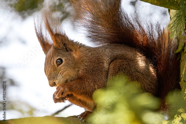 Obraz Fressendes Eichhörnchen im Baum