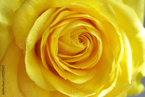 Obraz yellow rose