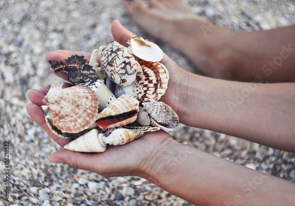 Obraz seashells in the hands