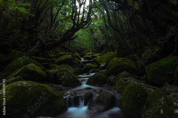 Fototapeta 屋久島　白谷雲水峡